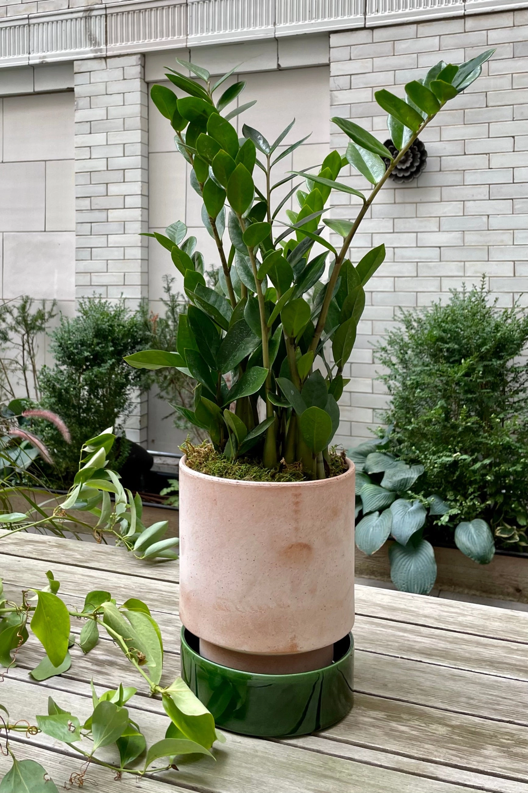 Zamioculcas zamiifolia 6"