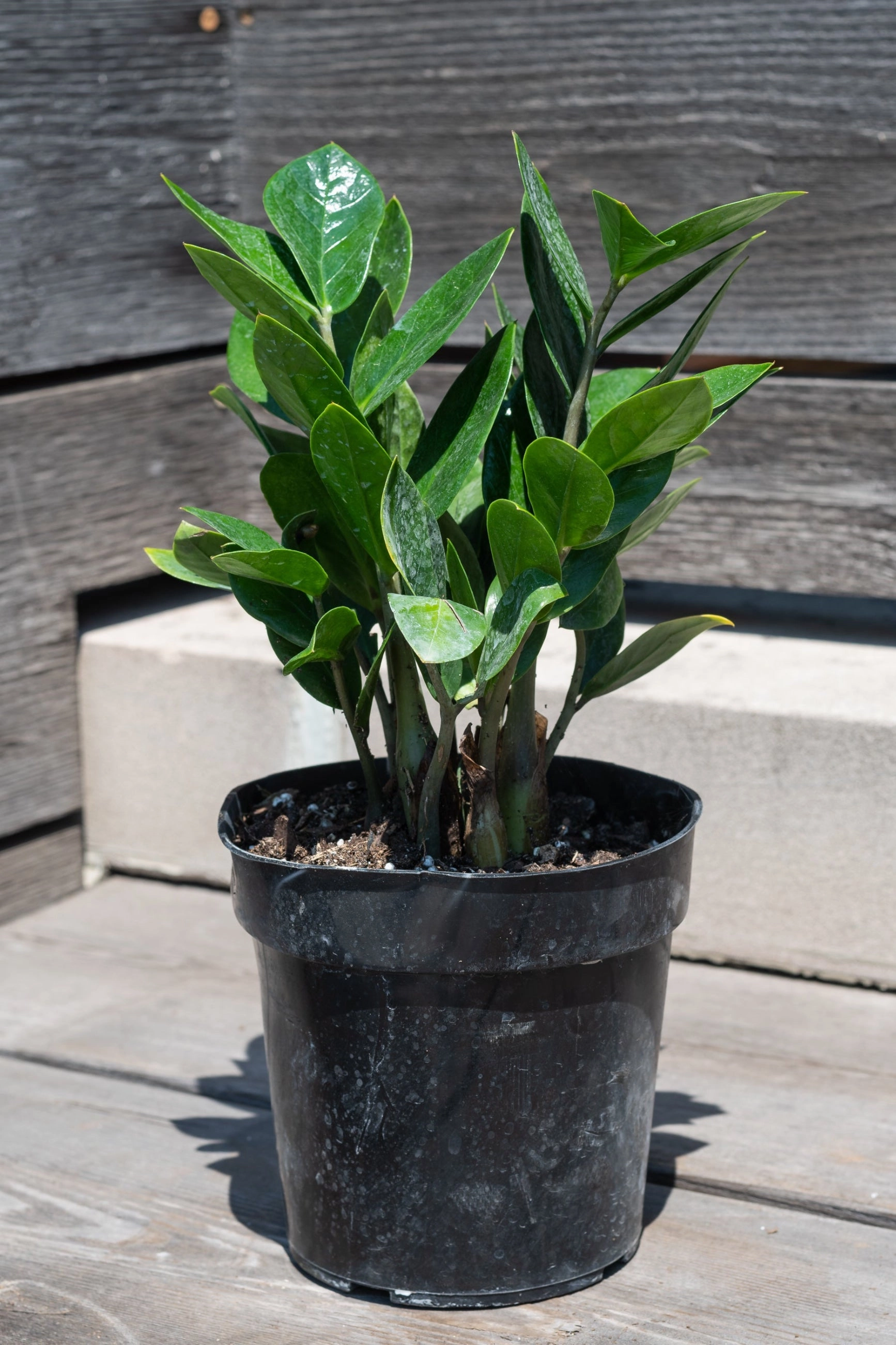 Zamioculcas zamiifolia 6"