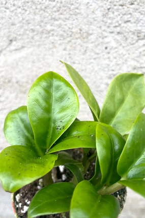 Zamioculcas zamiifolia 'Zenzi' 3" medium flower pot  