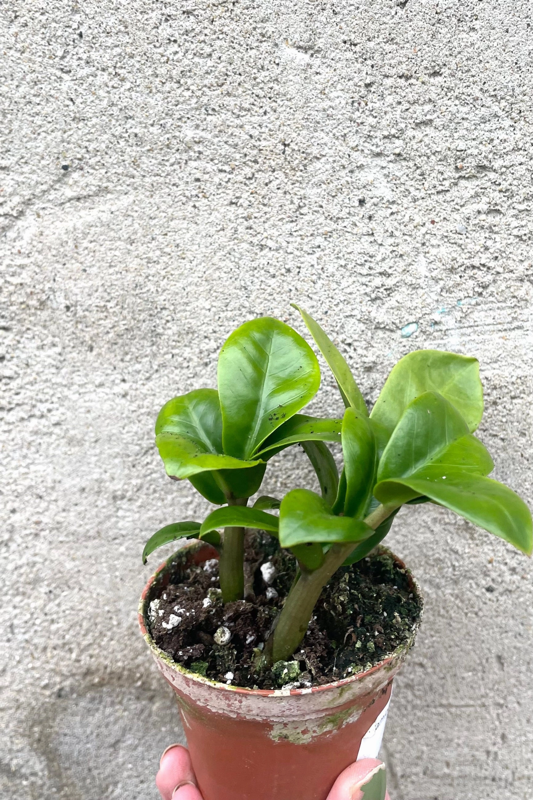 Zamioculcas zamiifolia 'Zenzi' 3"