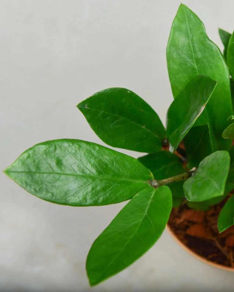 Zamioculcas (ZZ Plant)