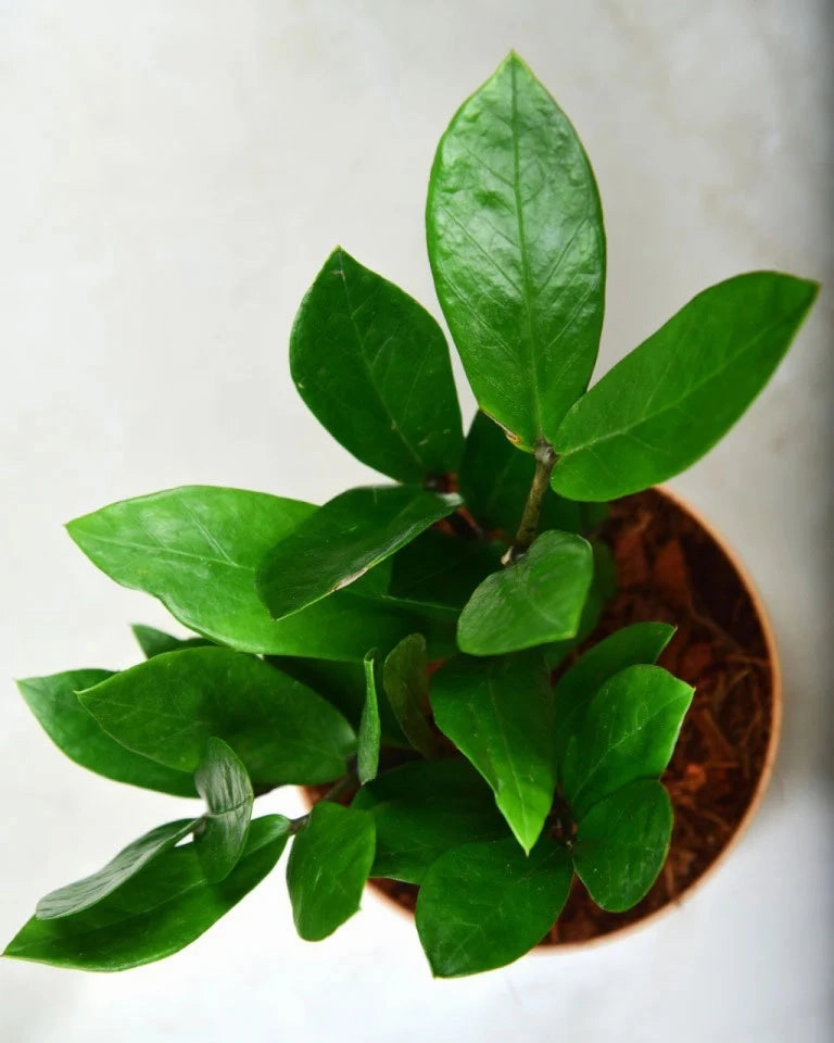 Zamioculcas (ZZ Plant)