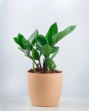 Zamioculcas (ZZ Plant) medium flower pot  