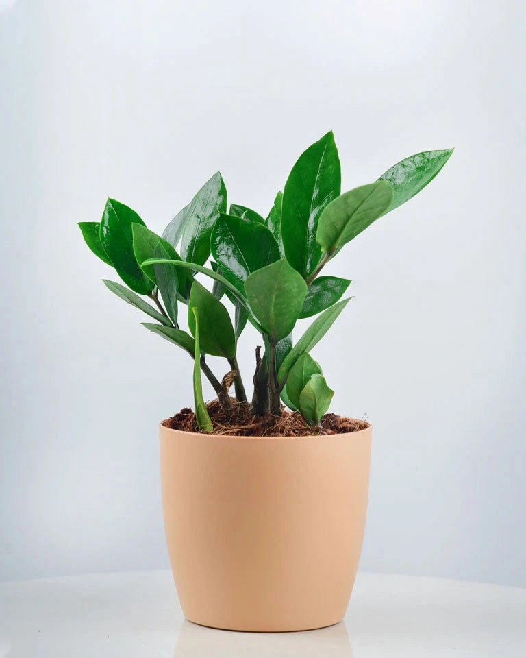Zamioculcas (ZZ Plant) medium flower pot  