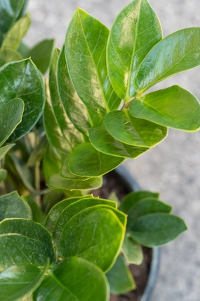 Zamioculcus zamiifolia 8" medium flower pot  
