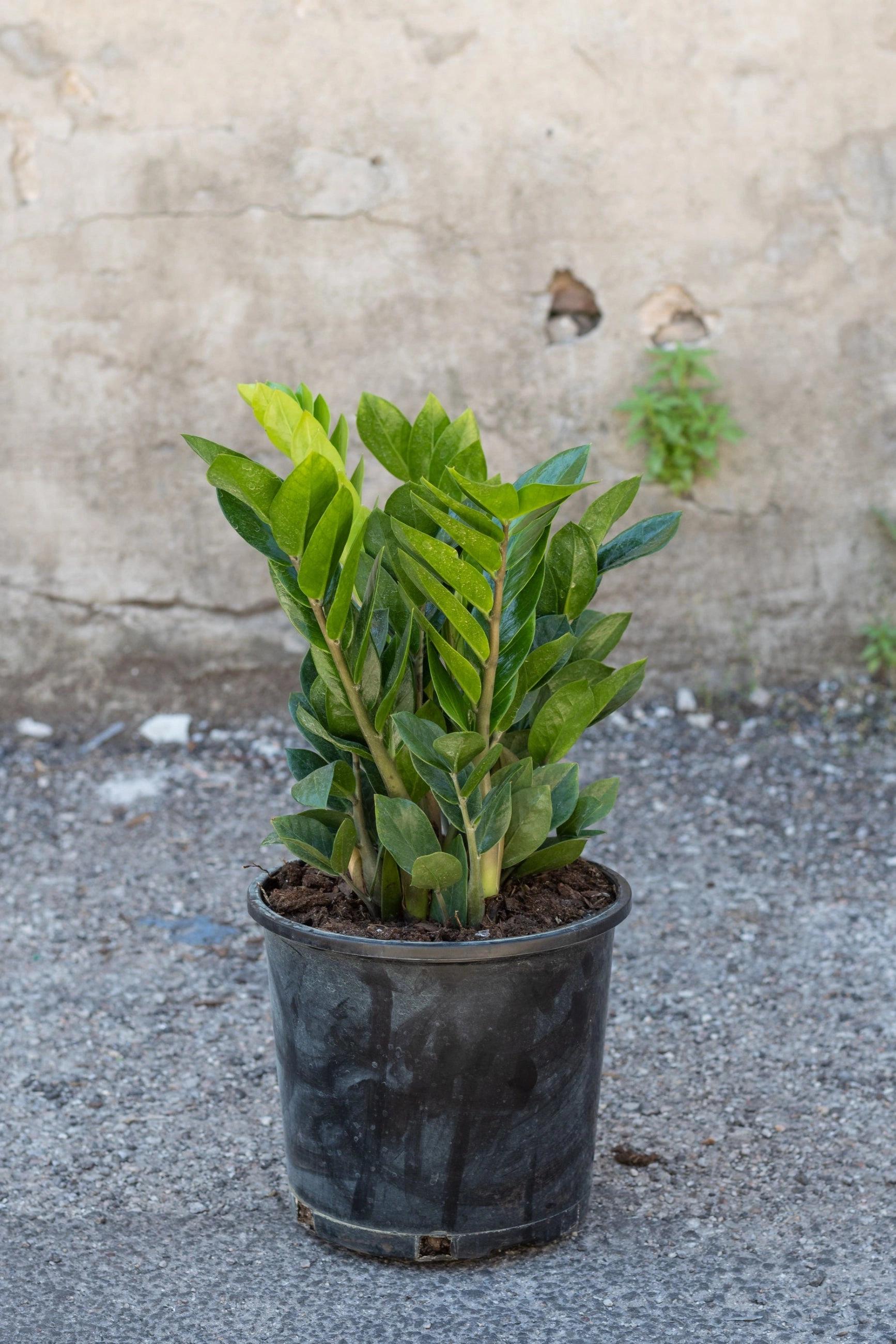 Zamioculcus zamiifolia 8"