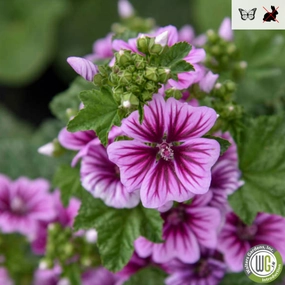 Zebrina Mallow | Malva sylvestris 'Zebrina' traditional flower vase  