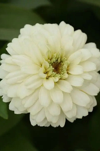Zinnia (assorted) 4.5"