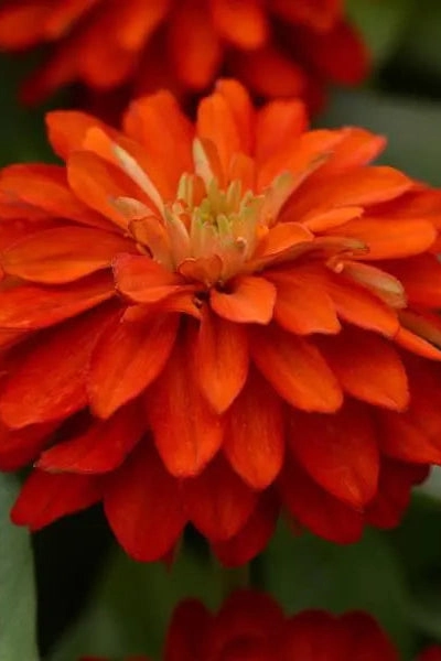 Zinnia (assorted) 4.5"
