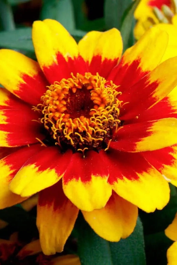 Zinnia (assorted) 4.5"