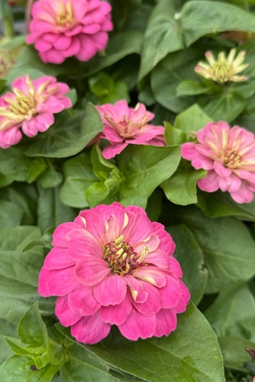 Zinnia (assorted) 4.5" decorative flowerpot  