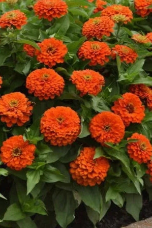 Zinnia (assorted) 4.5"
