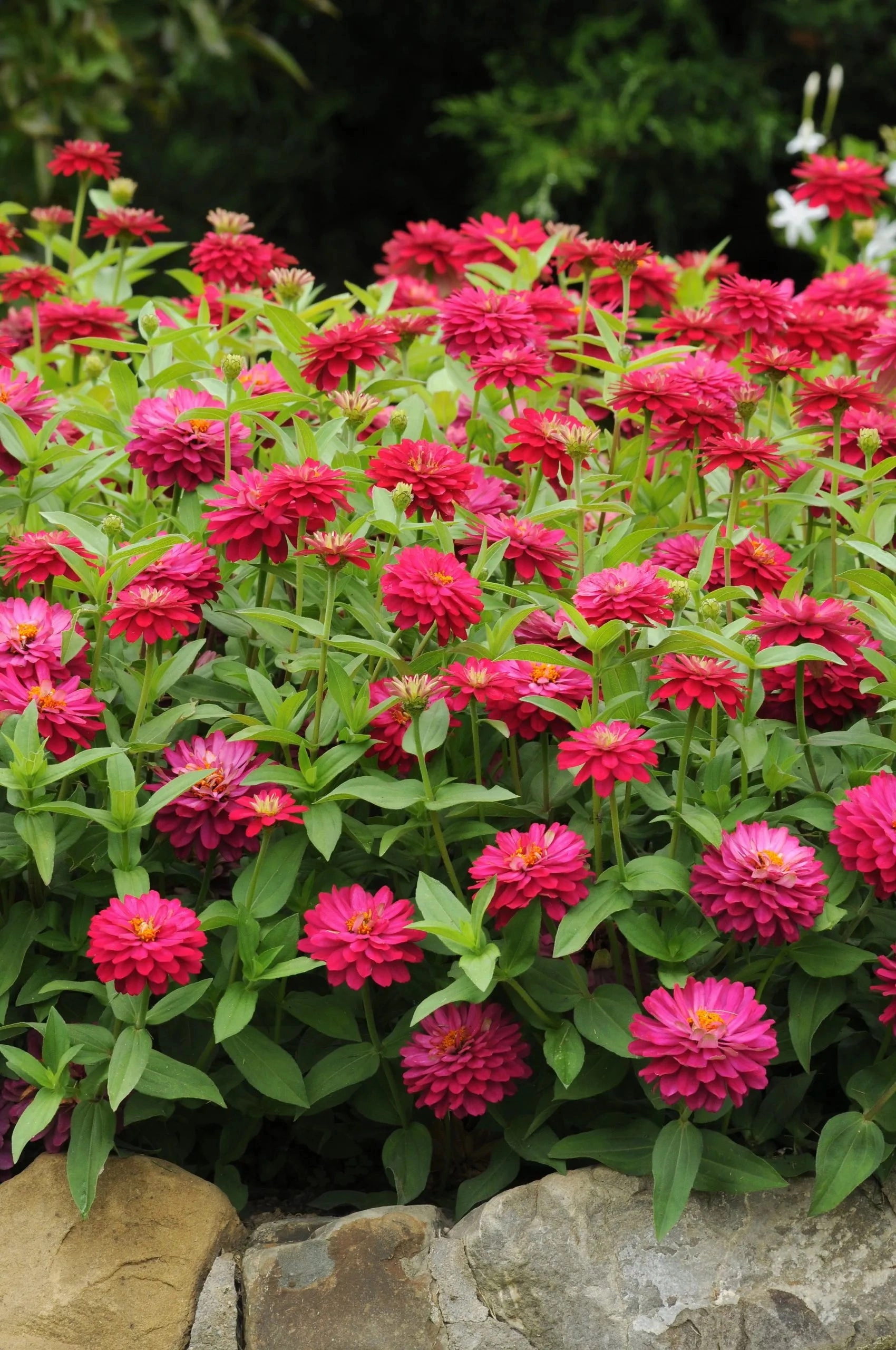 Zinnia (assorted) 4.5"
