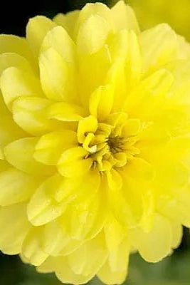 Zinnia (assorted) 4.5"