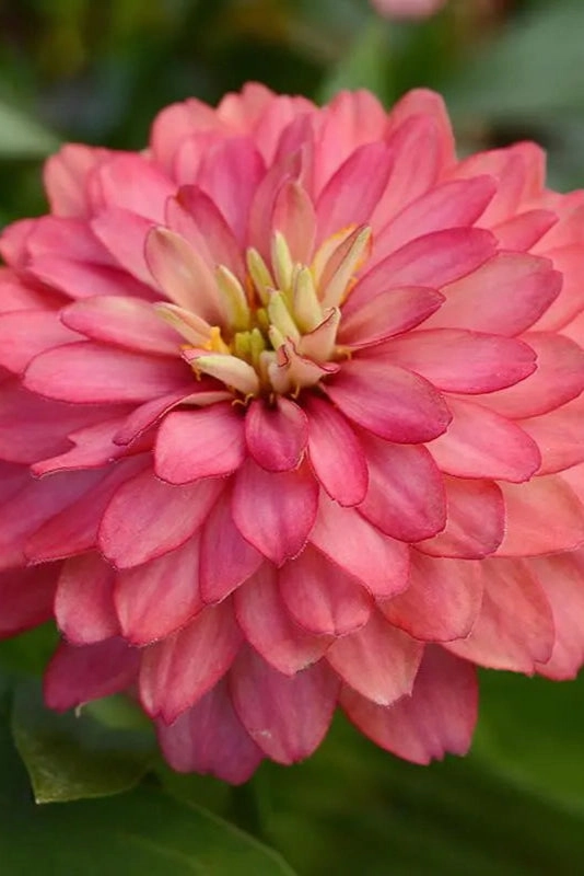 Zinnia (assorted) 4.5"
