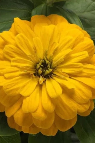Zinnia (assorted) 4.5"