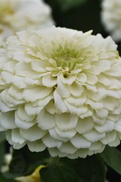 Zinnia (assorted) 4.5"