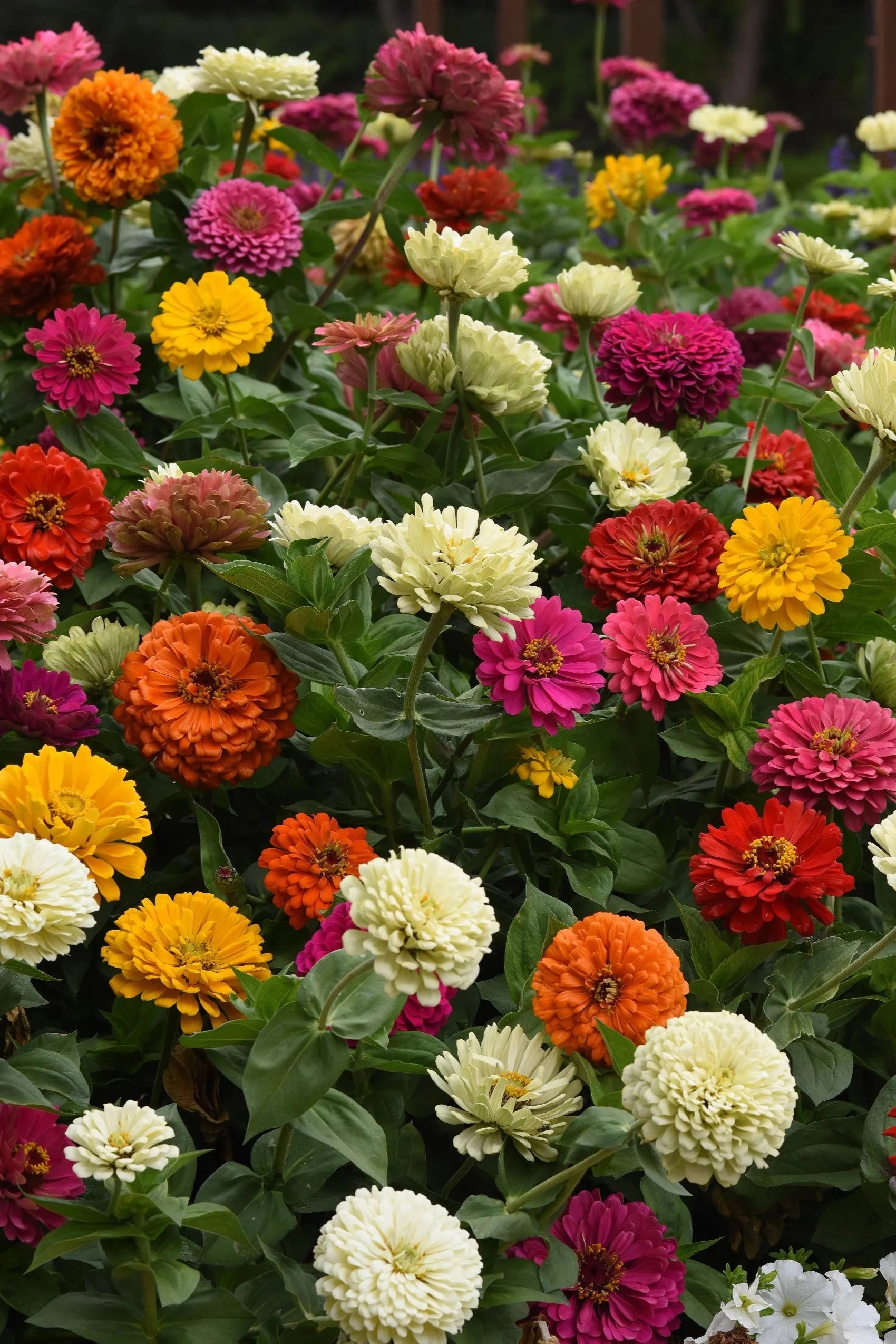 Zinnia (assorted) 4.5"