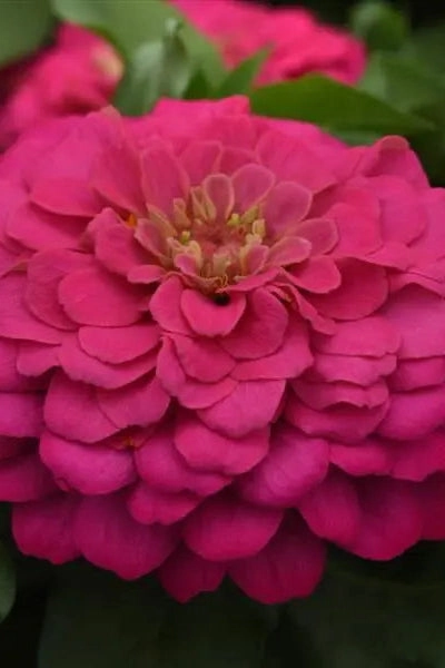 Zinnia (assorted) 4.5"