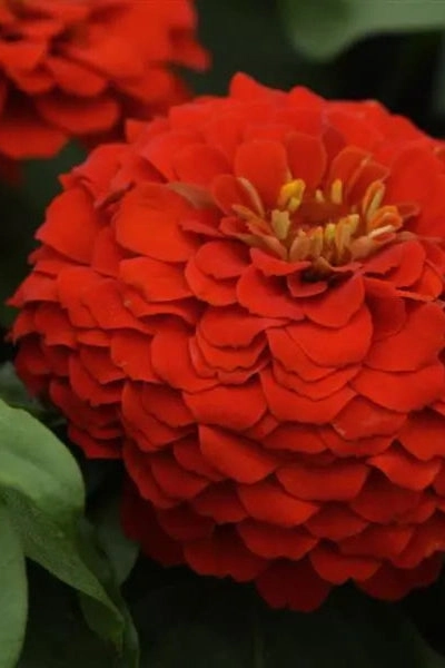 Zinnia (assorted) 4.5"