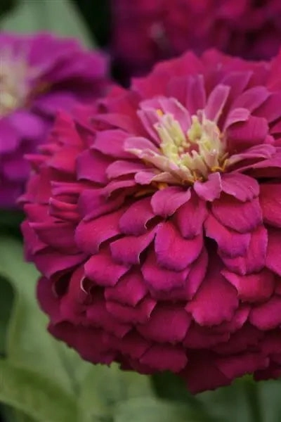 Zinnia (assorted) 4.5"