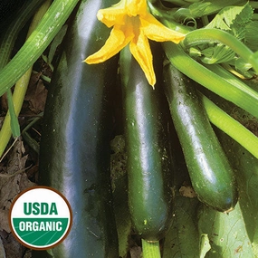 Zucchini, Black Beauty Organic Seeds small flower pot  