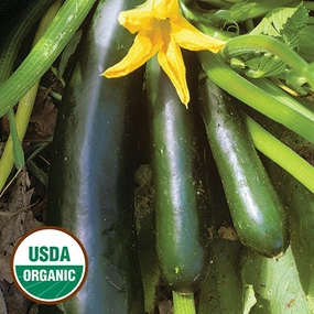 Zucchini, Black Beauty Organic Seeds floating plant shelf  
