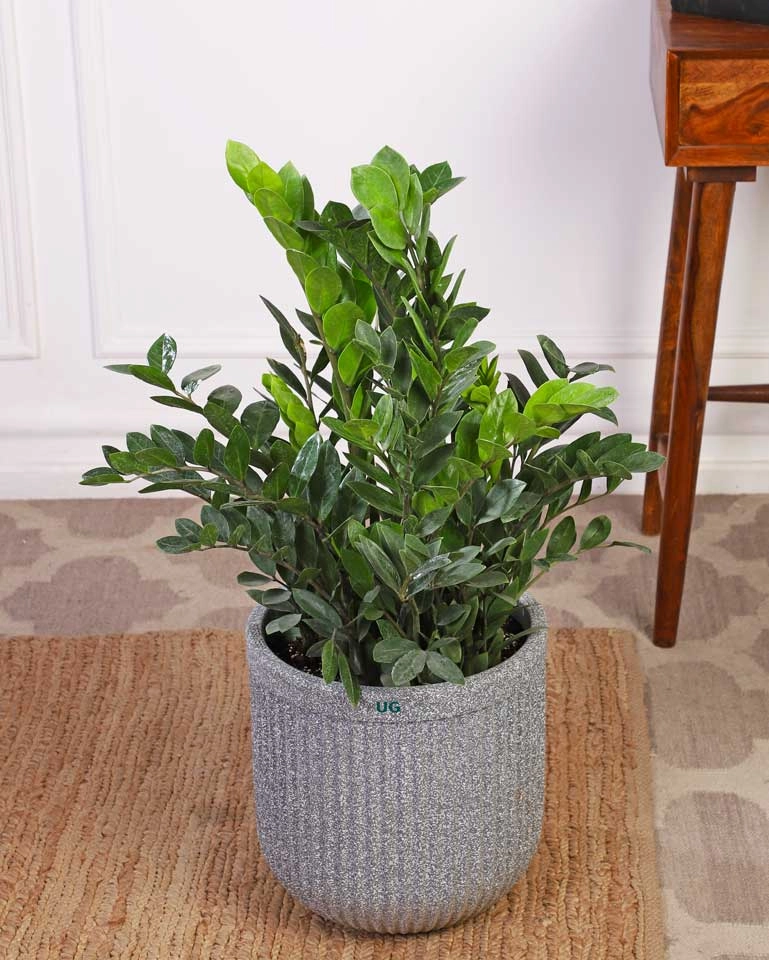 ZZ Plant In Tokyo Planter