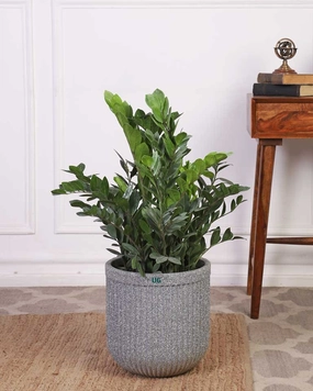 ZZ Plant In Tokyo Planter medium flower pot  