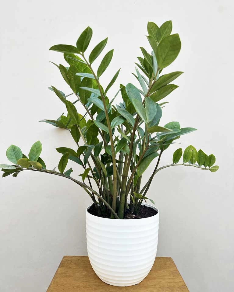 Zz Plant Large medium flower pot  