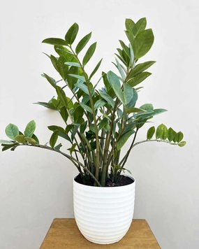 Zz Plant Large medium flower pot  